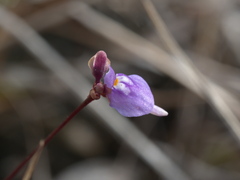 Utricularia biloba