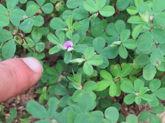 Kummerowia stipulacea