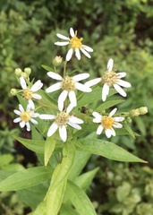 Doellingeria umbellata