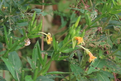 Oenothera