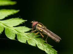 Platycheirus