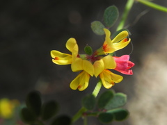 Acmispon prostratus