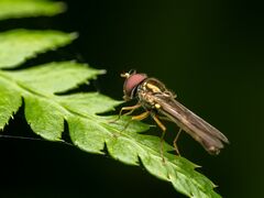 Platycheirus