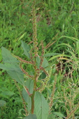 Amaranthus