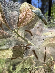 Malacosoma californica