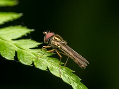 Platycheirus