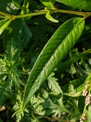 Persicaria pensylvanica