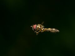 Platycheirus