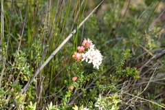 Leionema microphyllum