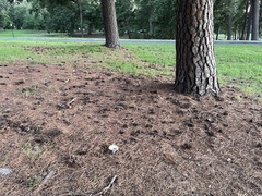 Russulaceae