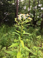 Doellingeria umbellata