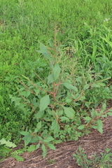 Amaranthus