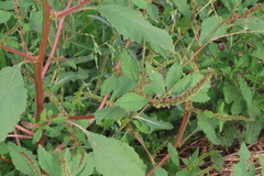 Amaranthus