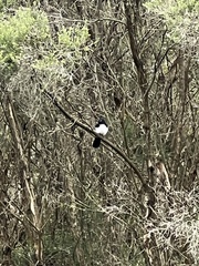 Rhipidura leucophrys