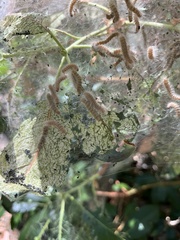 Malacosoma californica