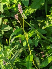 Persicaria pensylvanica