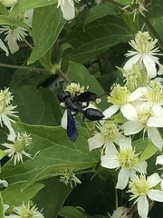 Sphecini