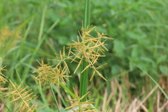 Cyperus esculentus
