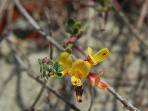 Image of Acmispon prostratus by (c) James C. Davis, some rights reserved (CC BY-SA)