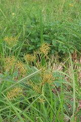 Cyperus esculentus
