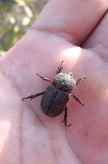 Archophileurus