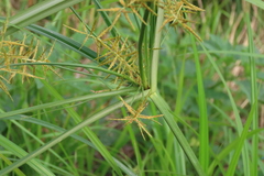 Cyperus esculentus