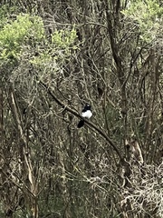 Rhipidura leucophrys