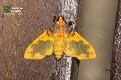 Pachynoa thoosalis
