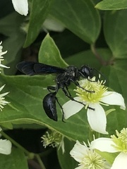Sphecini