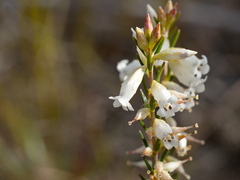 Epacris obtusifolia