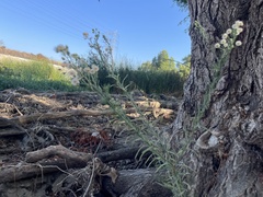 Erigeron bonariensis