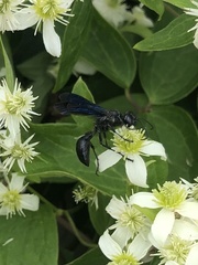 Sphecini