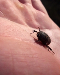 Archophileurus