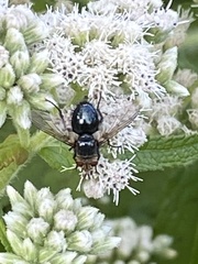 Archytas apicifer