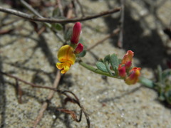 Acmispon prostratus