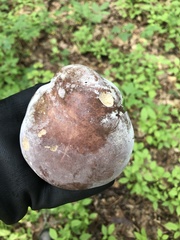 Hypomyces chrysospermus