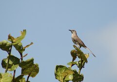 Mimus gundlachii