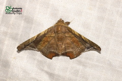 Episparis tortuosalis