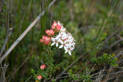 Leionema microphyllum