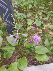 Hosta sieboldii