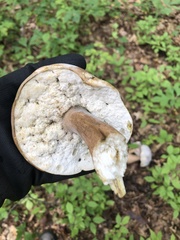 Hypomyces chrysospermus