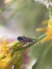 Neacoryphus bicrucis