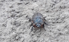 Archophileurus