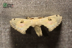 Penicillifera apicalis