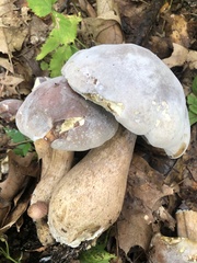 Hypomyces chrysospermus