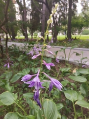 Hosta sieboldii