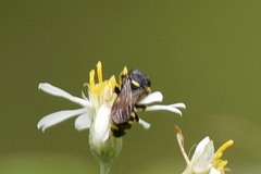 Ectemnius