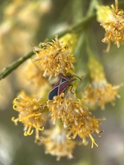 Neacoryphus bicrucis