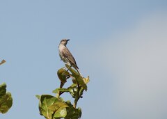 Mimus gundlachii