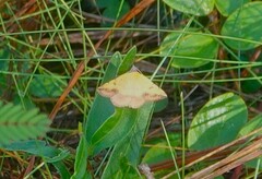 Hemeroplanis scopulepes